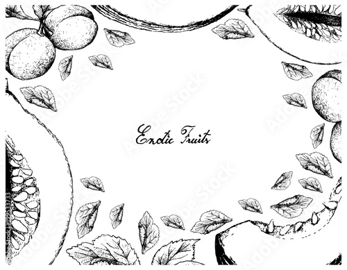 Hand Drawn Frame of Casaba Melon and European Plum Fruits