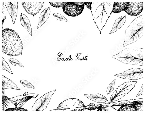 Hand Drawn Frame of Diospyros Rhombifolia and Damson Plum