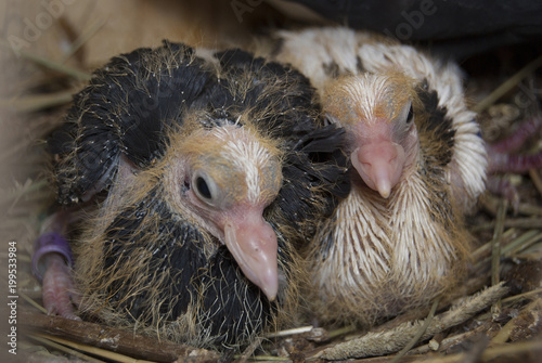 Two small fledgling pigeons sit in the nest. Breeding thoroughbred pigeons