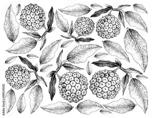 Hand Drawn of Pindaiva Fruits on White Background photo