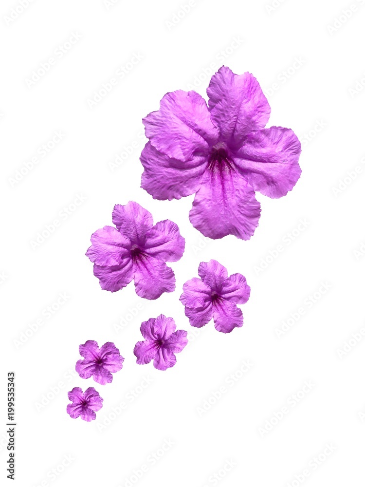 Ruellias flower isolated on white background Ruellias flower isolated on white background