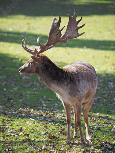 Bild auf Leinwand the fallow deer wakes on the spring grass
