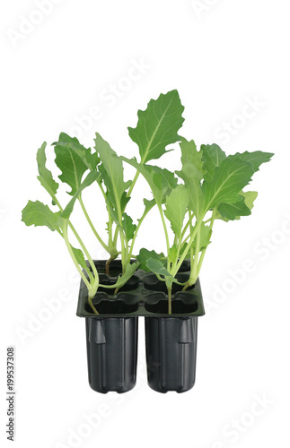 Kohlrabi (Brassica oleracea var gongylodes) seedling isolated on white