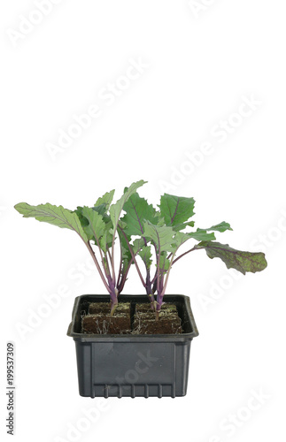 Kohlrabi (Brassica oleracea var gongylodes) seedling isolated on white