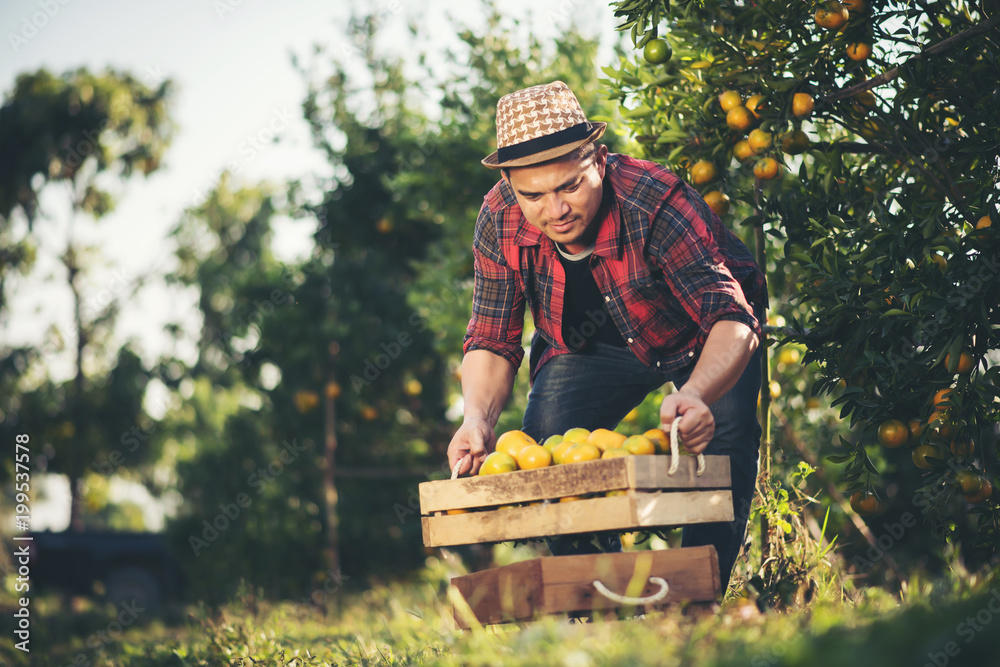 Farmer man harvesting oranges in an orange tree field Farmer man harvesting oranges in an orange tree field