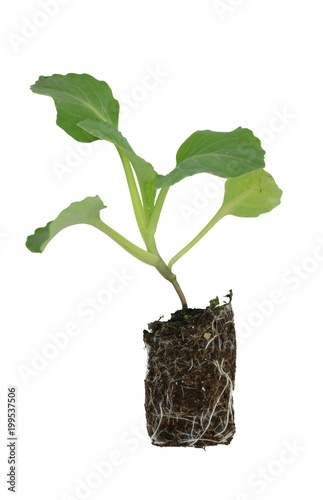 Kohlrabi (Brassica oleracea var gongylodes) seedling isolated on white