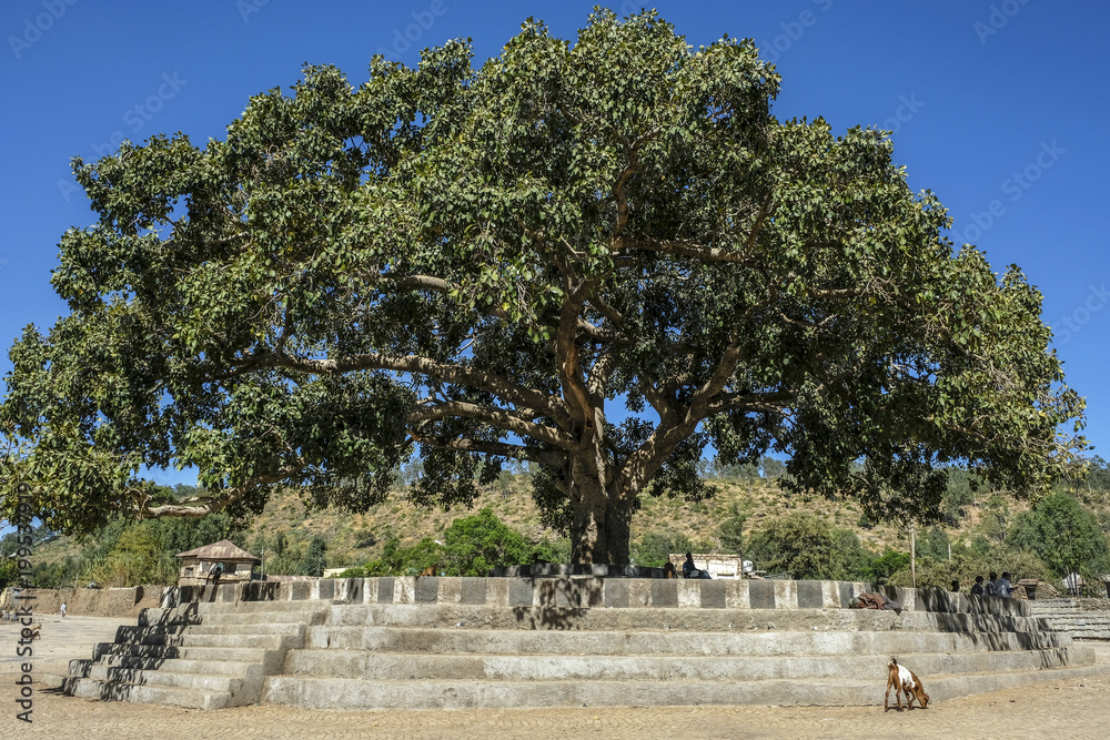Obraz premium Fig tree in a square in the center of Aksum in Ethiopia.