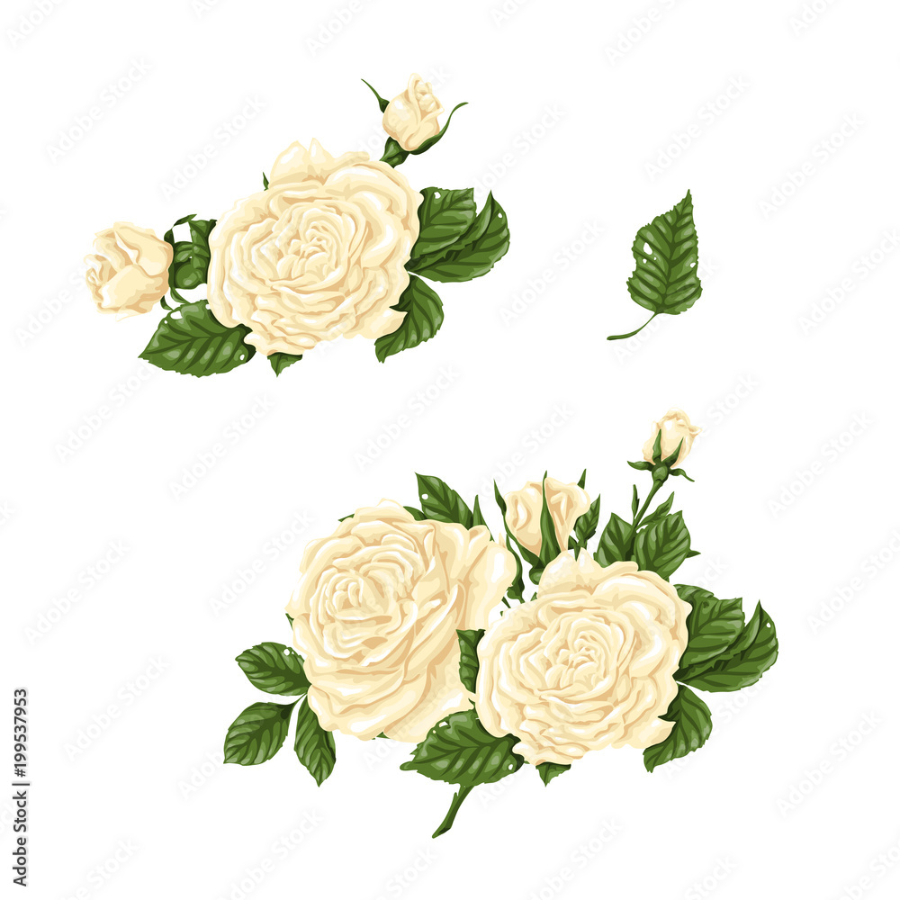 Set of white roses, bouquets, flowers and buds.