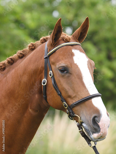 Head Shot of Horse in the Show Ring © Nigel Baker