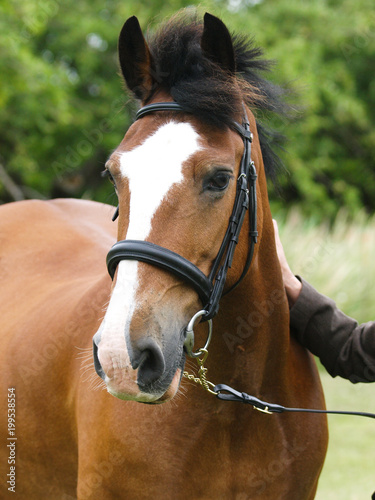 Bay Horse in Bridle © Nigel Baker