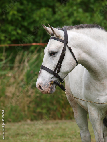 Grey Horse in Bridle © Nigel Baker