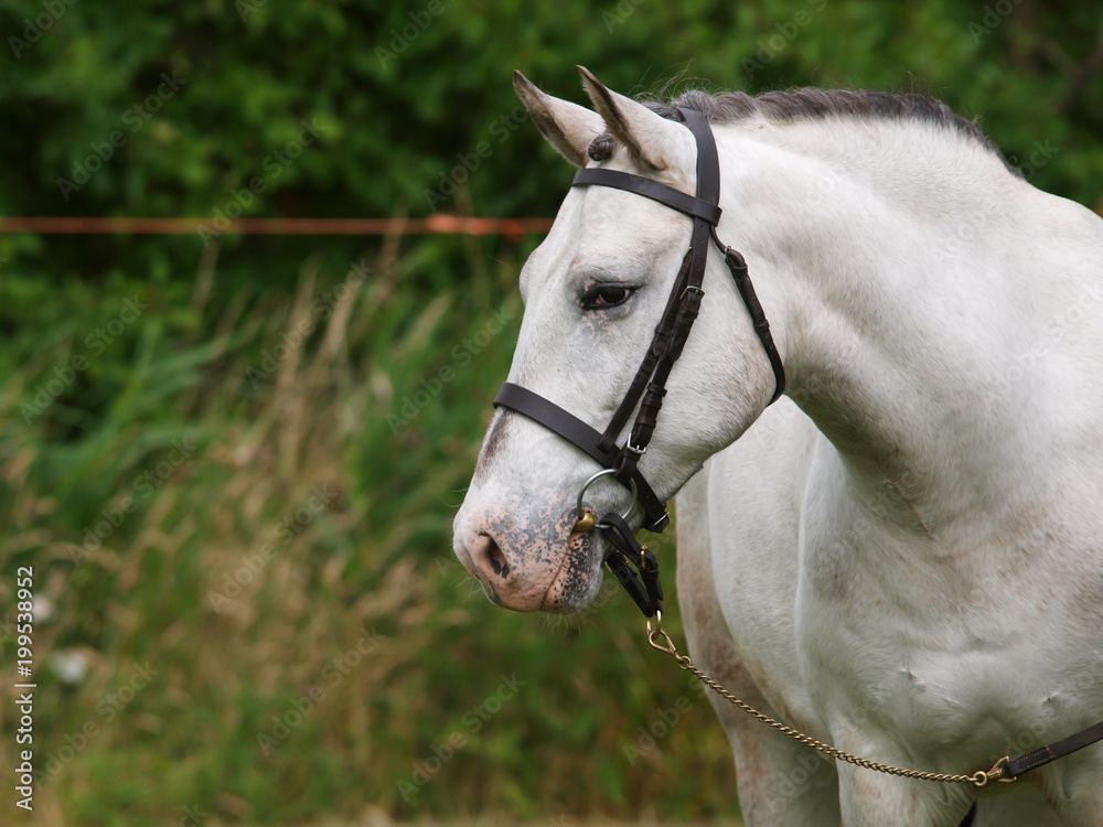 Obraz premium Grey Horse in Bridle