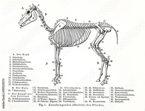 Obraz na płótnie Skeleton of a horse (from Meyers Lexikon, 1896, 13/770/771) w salonie