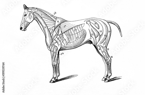 Fototapeta Naklejka Na Ścianę i Meble -  Horse's superficial muscles (from Meyers Lexikon, 1896, 13/770/771)