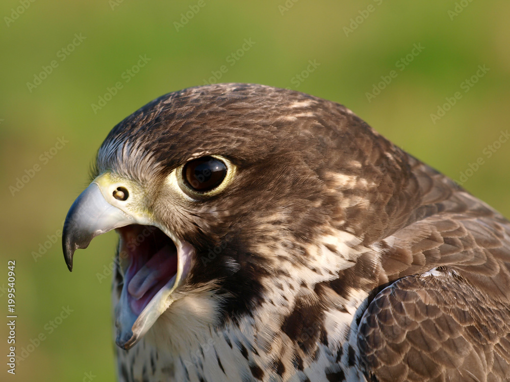 Bird of Prey Bird of Prey