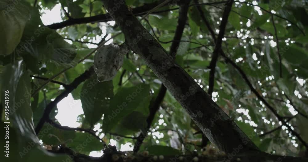 coco pod growing on tree in Bali Indonesia coco pod growing on tree in Bali Indonesia
