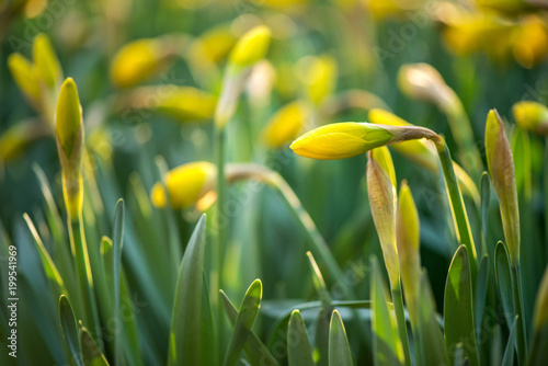 Fototapeta Naklejka Na Ścianę i Meble -  Sprouted spring flowers daffodils in early spring garden
