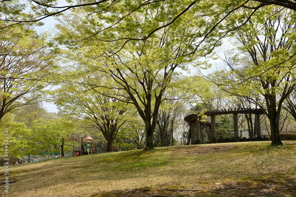 早春の自然公園 早春の自然公園