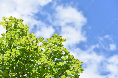 新緑のカエデと空