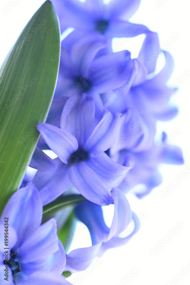 Blue Hyacinth Blooming. macro Blue Hyacinth Blooming. macro
