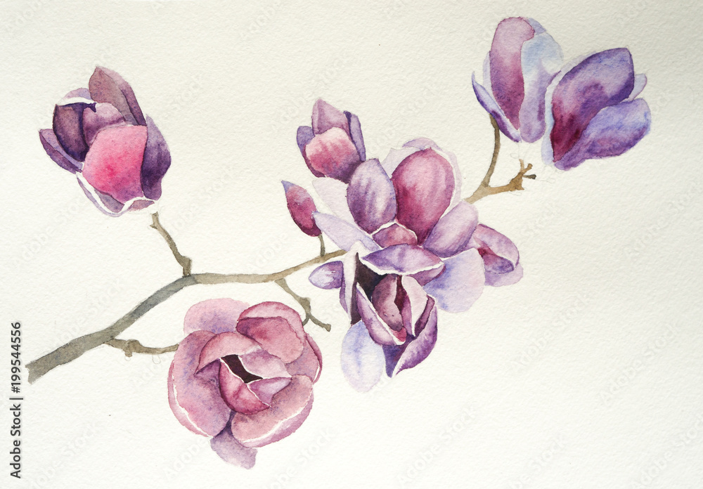 Fototapeta premium Magnolia flower watercolor