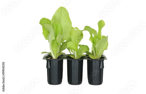 Salad seedling of leaf (Lactuca sativa var longifolia Lattich de Morges) isolated on white