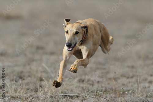 Fototapete greyhound run in field