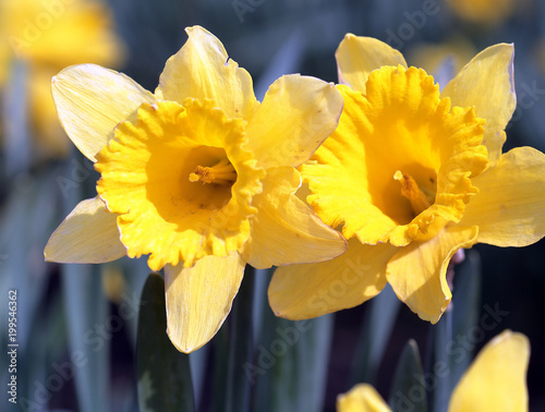 Fototapeta Naklejka Na Ścianę i Meble -  Daffodil Close-up