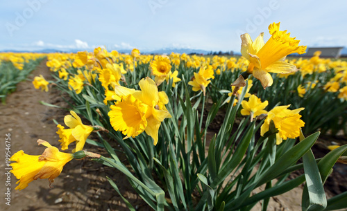 Fototapeta Naklejka Na Ścianę i Meble -  Yellow Daffodils in Mount Vernon Field