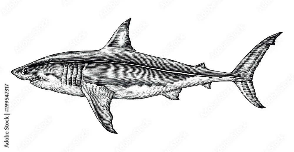 Obraz premium Wielki biały rekin rysunek ręka vintage Grawerowanie ilustracja
