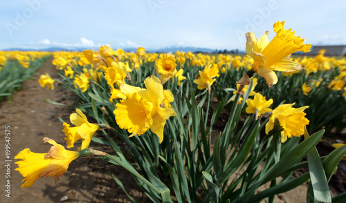 Fototapeta Naklejka Na Ścianę i Meble -  Daffodil Field in Skagit Valley