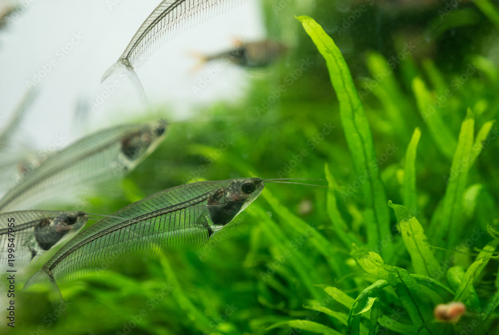 The asian glass catfish in an aquarium The asian glass catfish in an aquarium