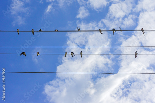 flock of swallows sitting on wires against blue sky.