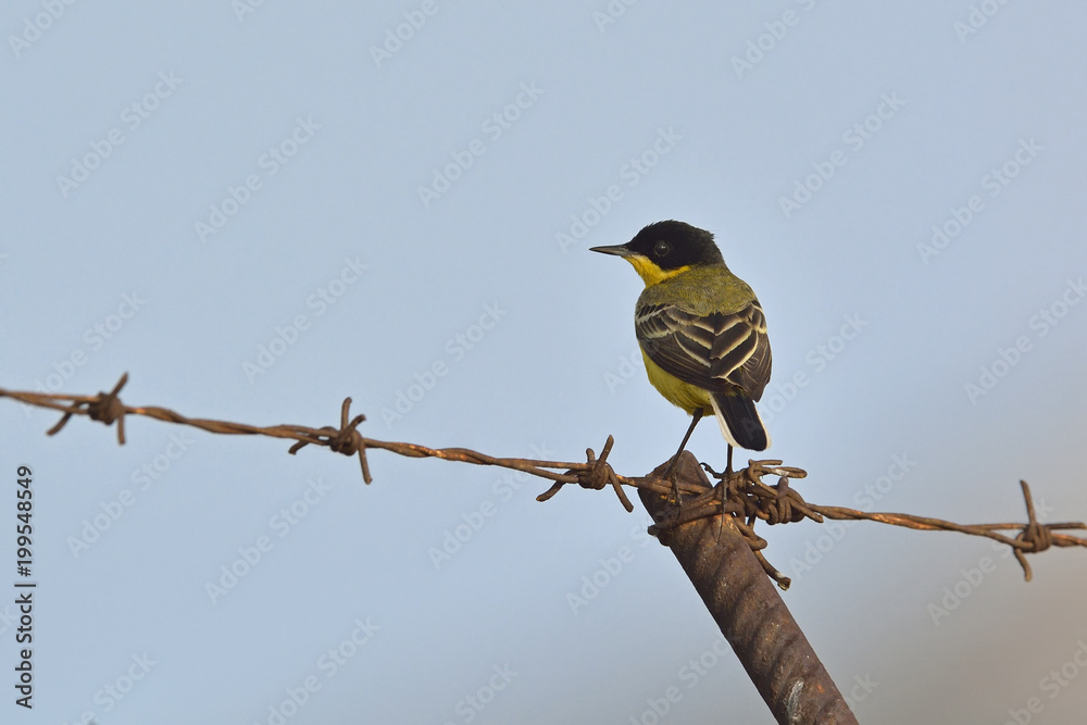 Naklejka premium Western Yellow Wagtail (Motacilla flava), Crete