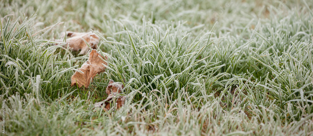 frost grass after a cold night in winter frost grass after a cold night in winter