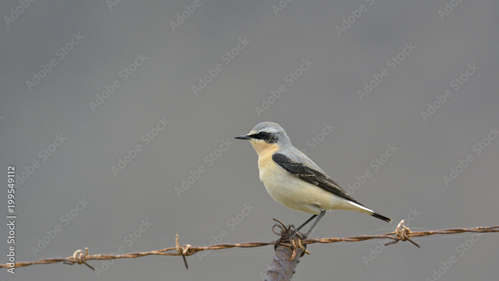 Fototapeta premium Northern Wheatear (Oenanthe oenanthe), Greece