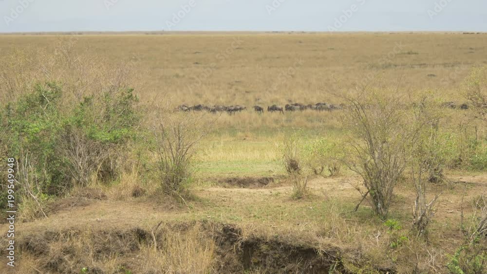 Herd of gnus walking in line Herd of gnus walking in line