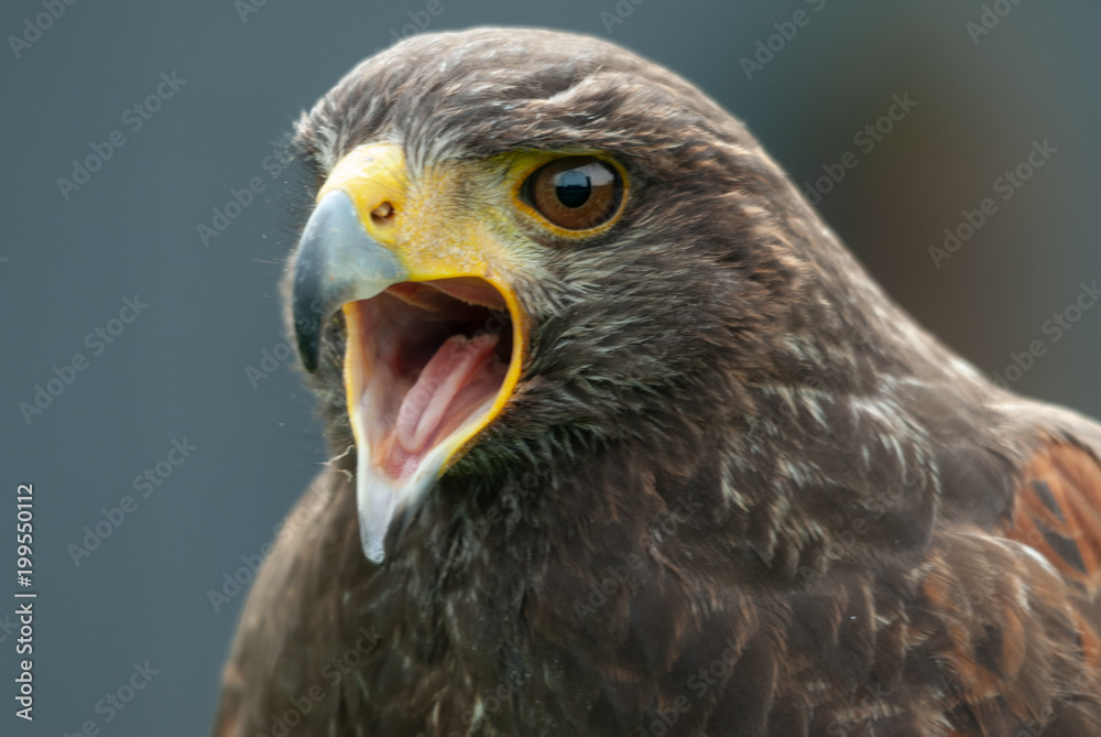 Bussard Bussard