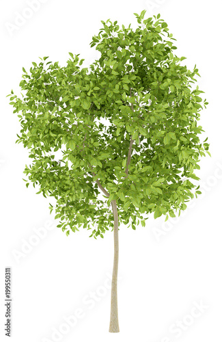 pear tree isolated on white background