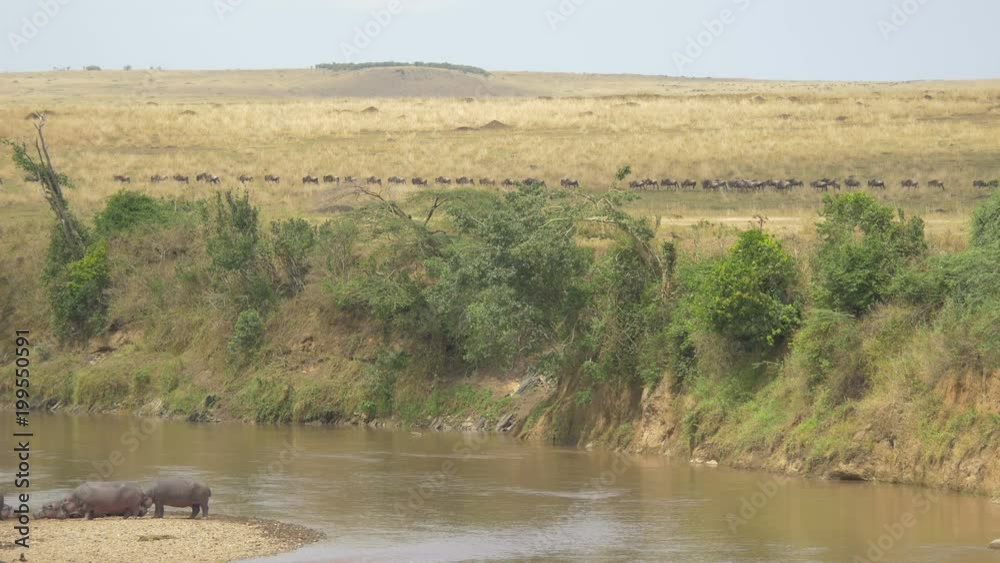 Gnus walking along a river with hippos Gnus walking along a river with hippos