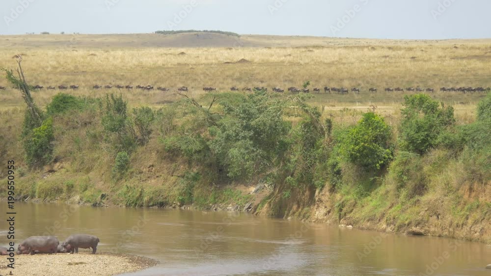 Wildebeests walking along a river with hippos Wildebeests walking along a river with hippos