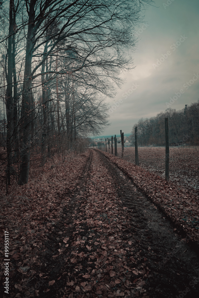 Fototapeta premium Rural dirt path into forest