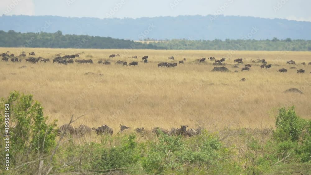 Gnus on dry plains Gnus on dry plains