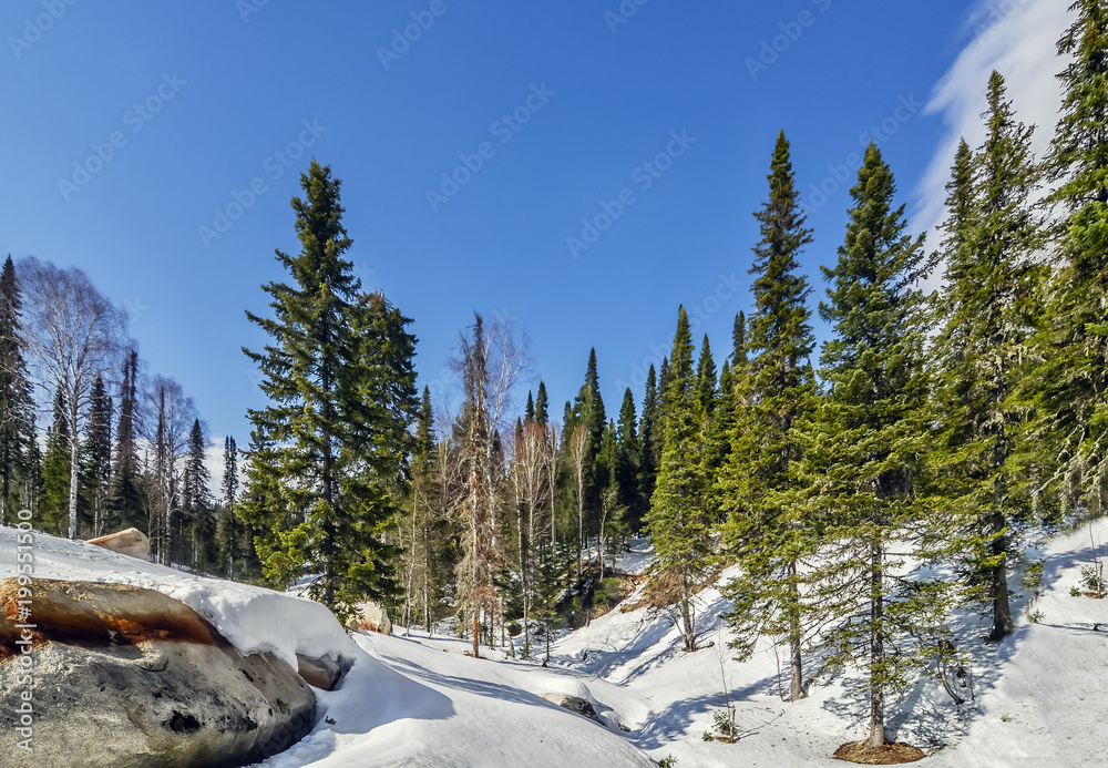 Panoramic winter landscape with green forest and blue sky