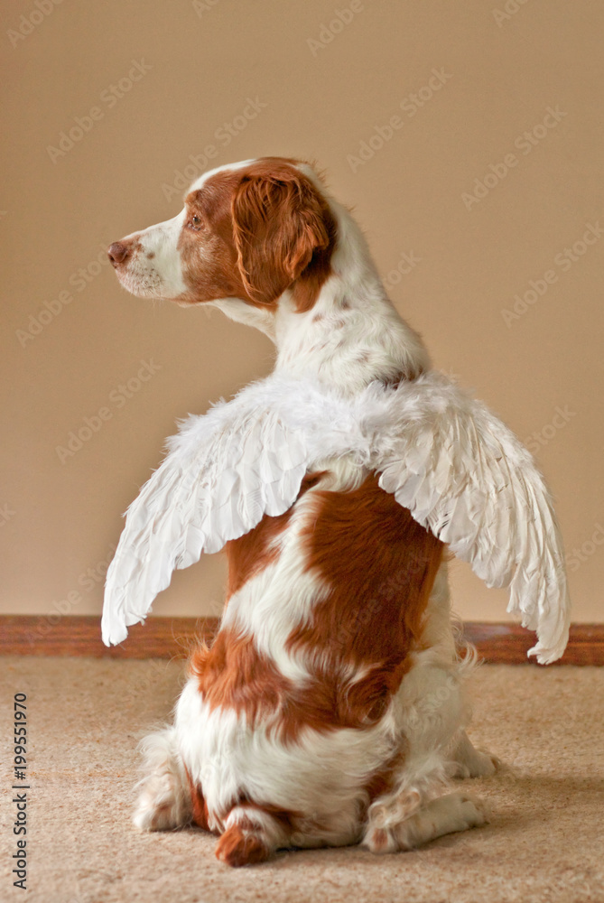 Christmas dog with angel wings