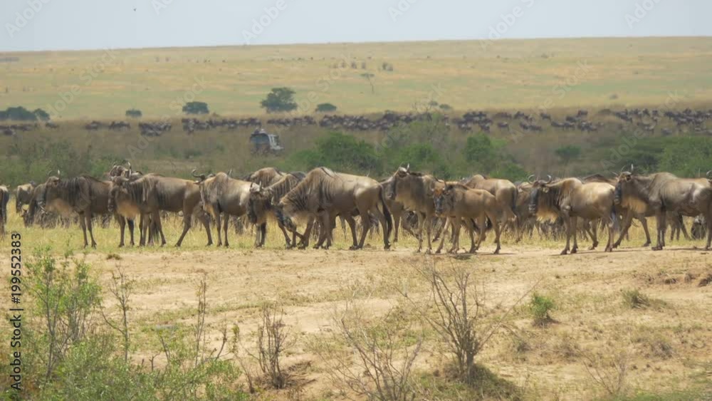 Wildebeests walking on dry plains Wildebeests walking on dry plains