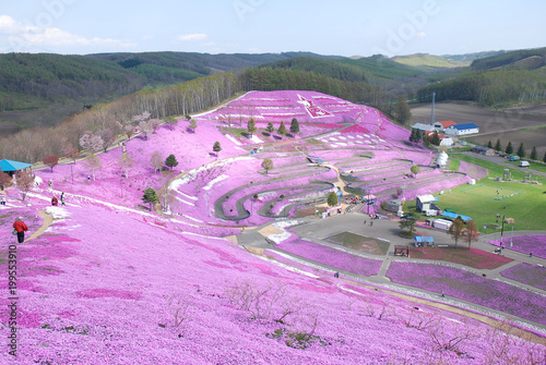 spring park with ground pink flowers / 満開の芝桜公園