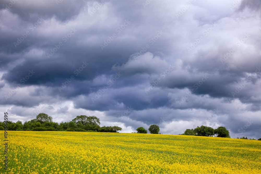 Dramatic stormy sky over oilseed rape field - farm crisis concept