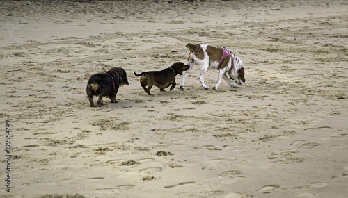 Dogs playing beach
