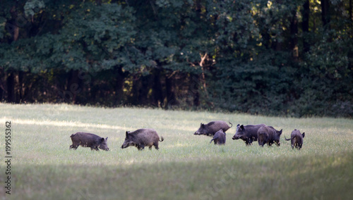Wild boar herd on meadow in forest